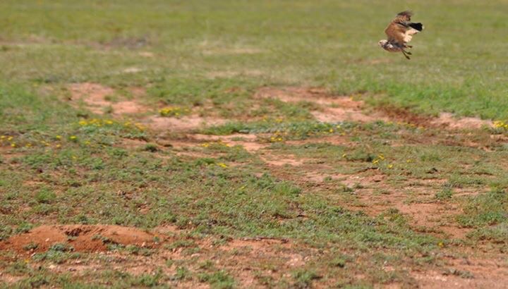 Burrowing Owl - Texas