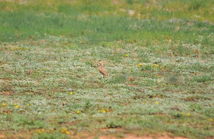 Burrowing Owl - Texas