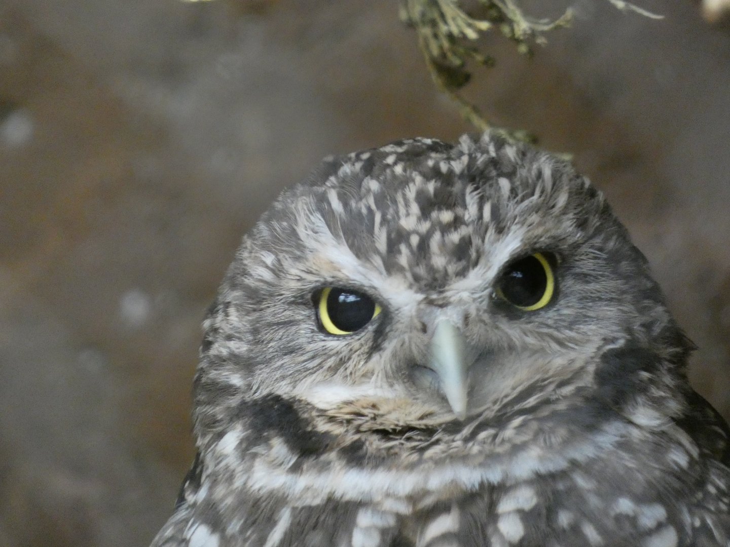 Burrowing Owl, The Sonoran Desert, Desert Dome - Jun. 2021