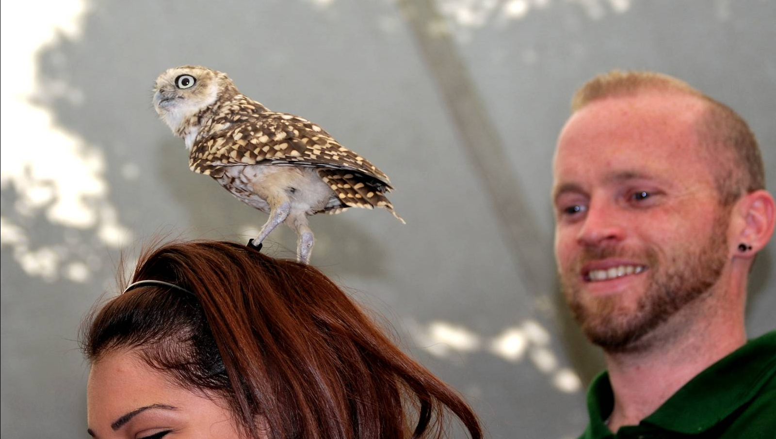 Burrowing owl training