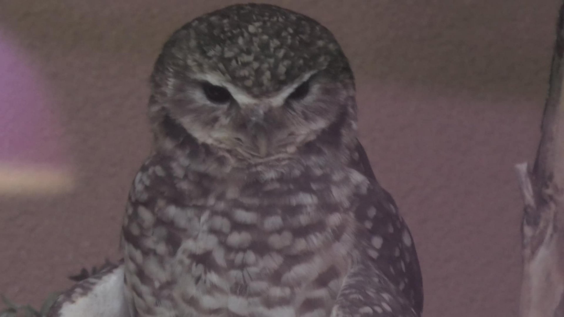 Burrowing owl upclose