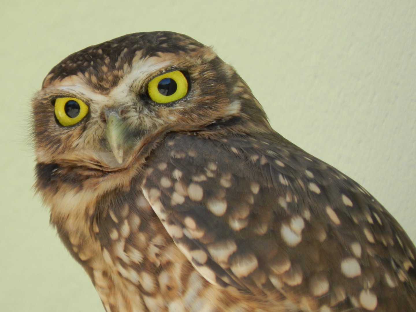 Burrowing owl - Vespasiano, MG Brazil