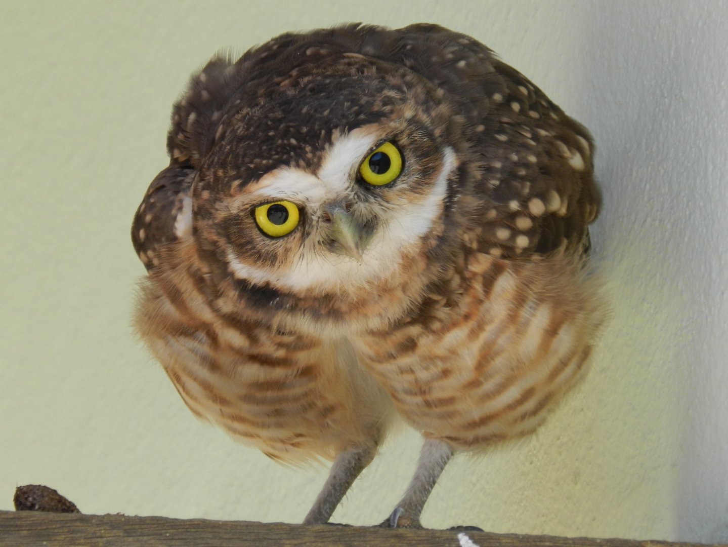 Burrowing owl - Vespasiano, MG Brazil