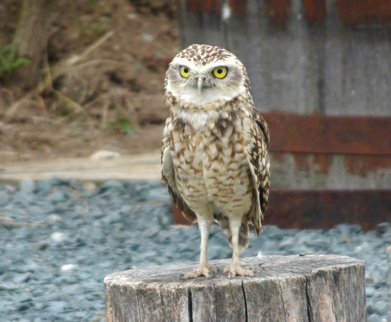 Burrowing owl, Wild Discovery,  2 August 2025
