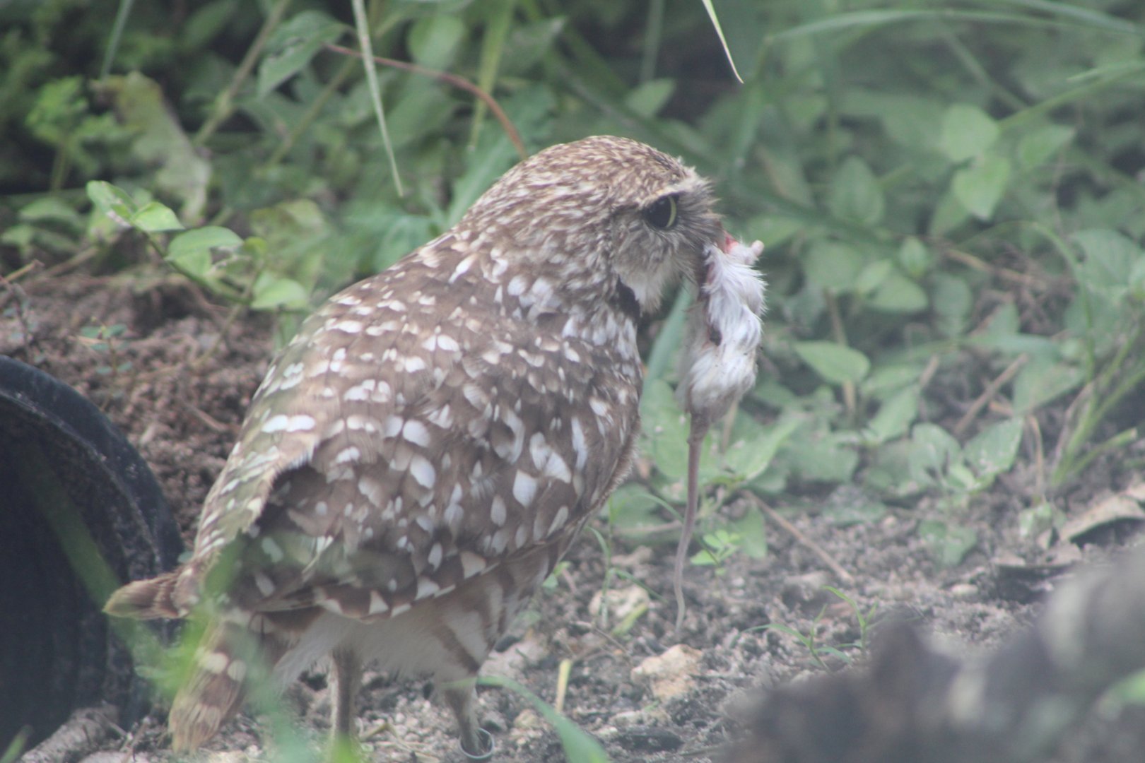 Burrowing Owl with its Prey
