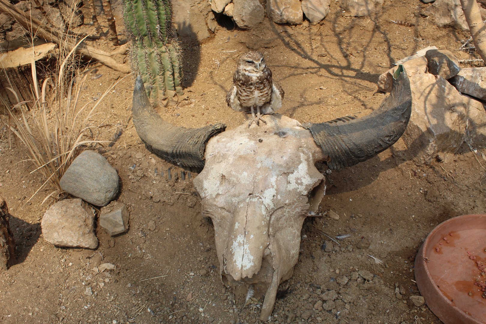 Burrowing Owl with Skull - Desert Dome