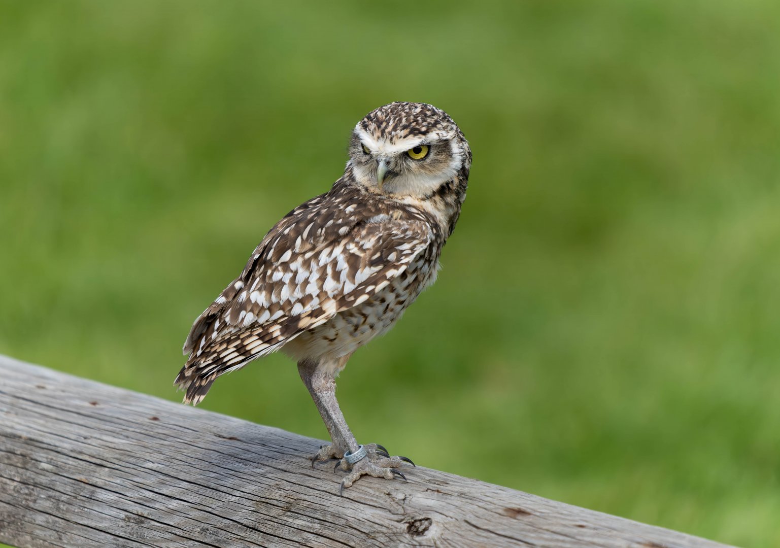Burrowing owl, ZSL Whipsnade, UK