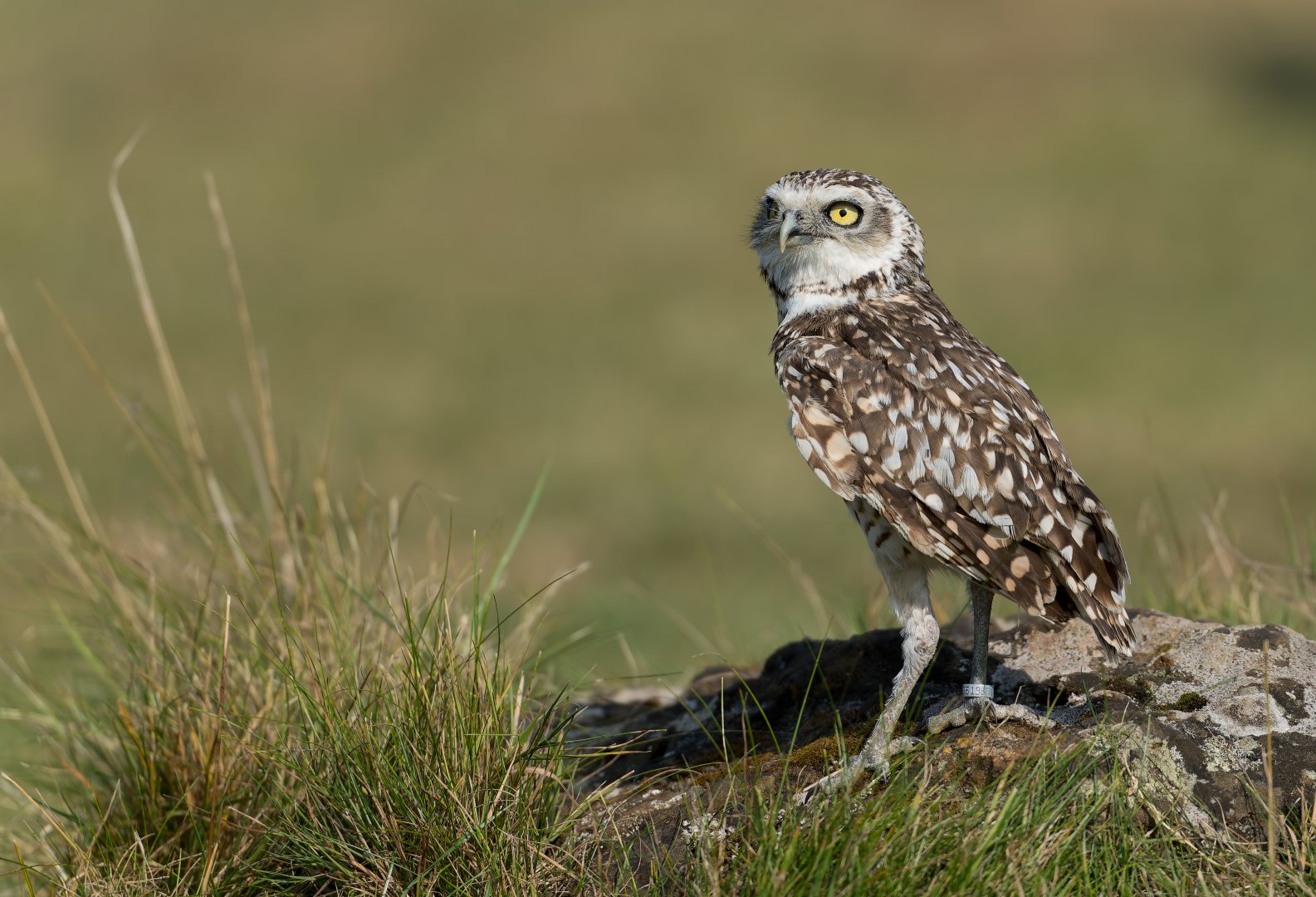 Burrowing owl, ZSL Whipsnade, UK
