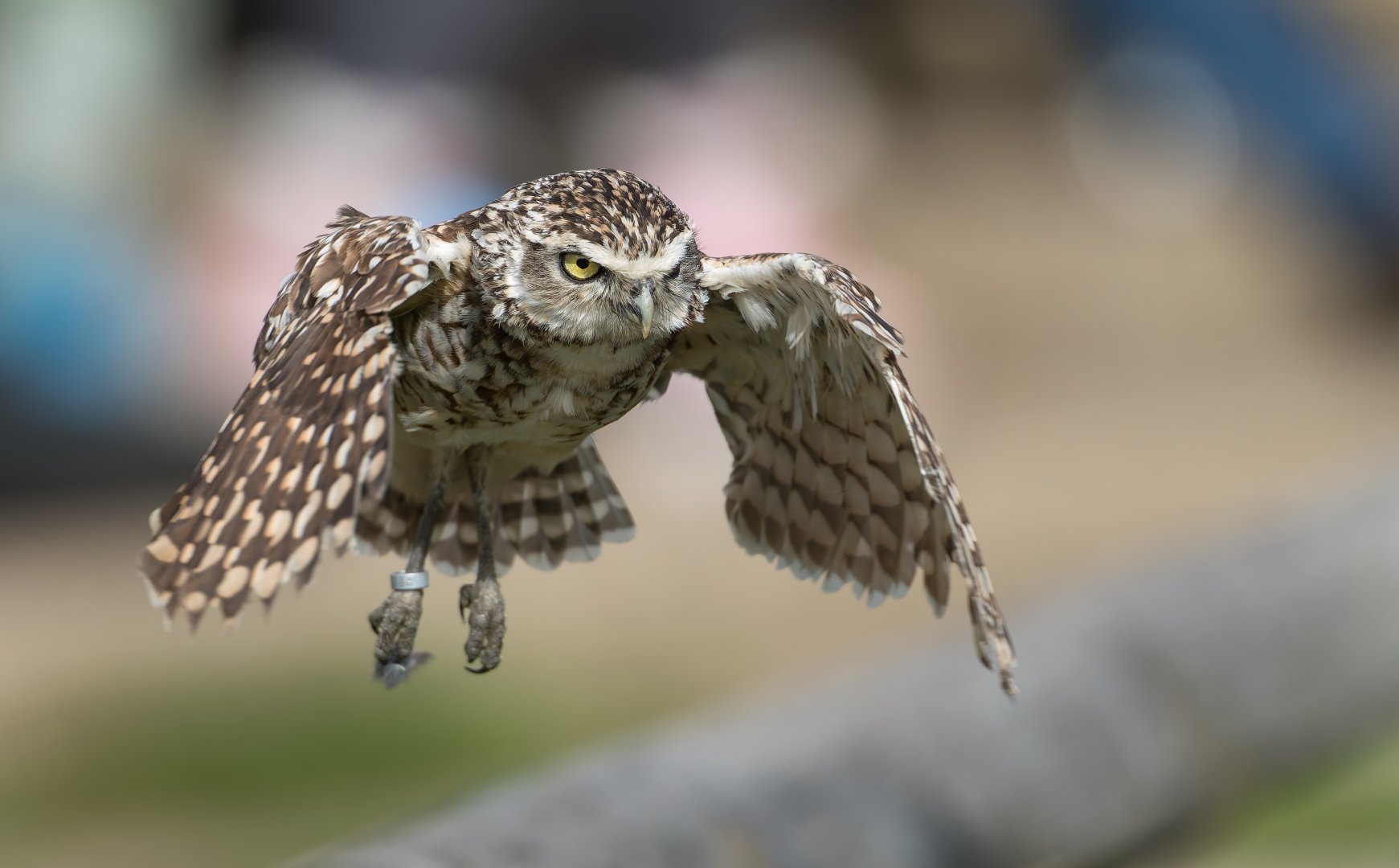 Burrowing Owl, ZSL Whipsnade, UK