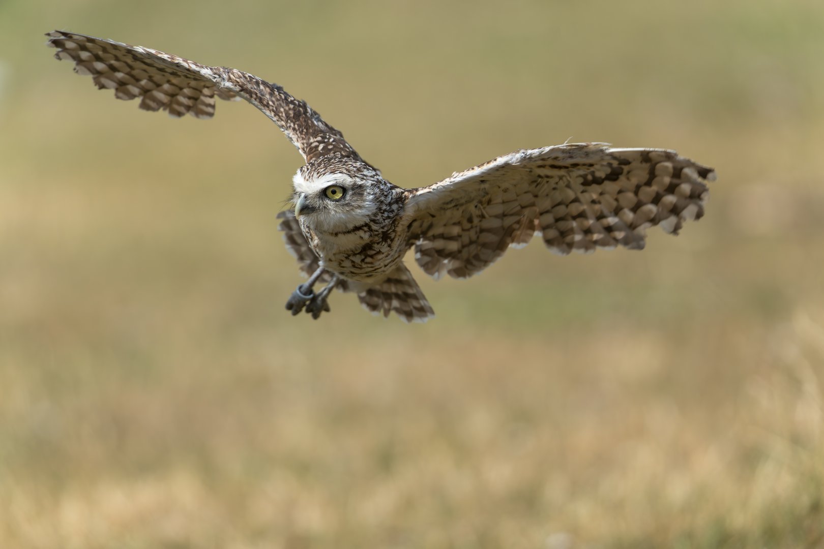 Burrowing Owl, ZSL Whipsnade, UK