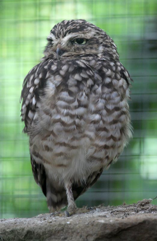 Burrowing owl