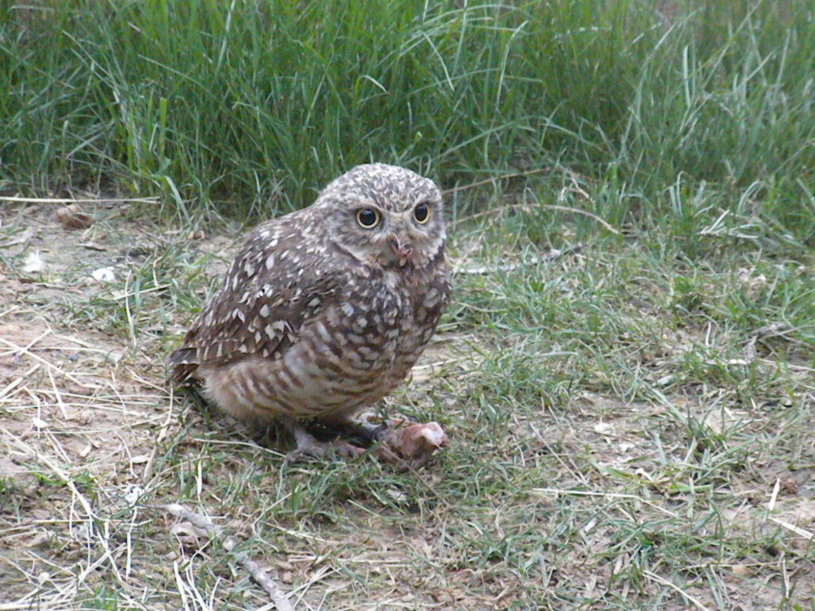 Burrowing Owl