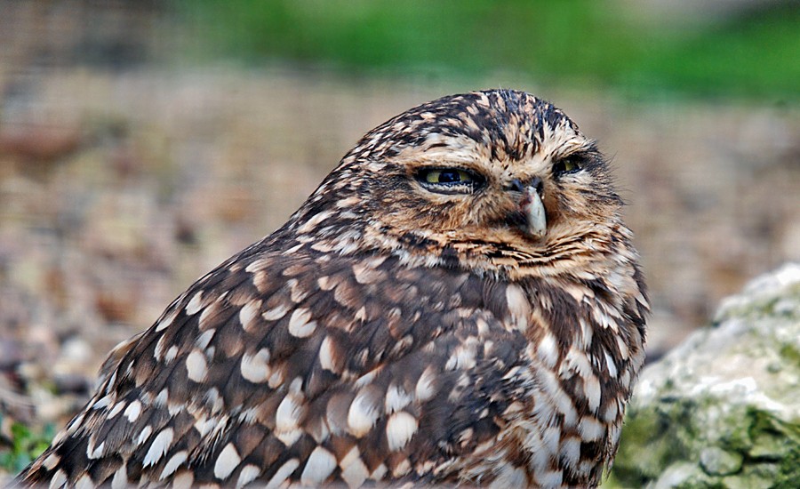 Burrowing Owl