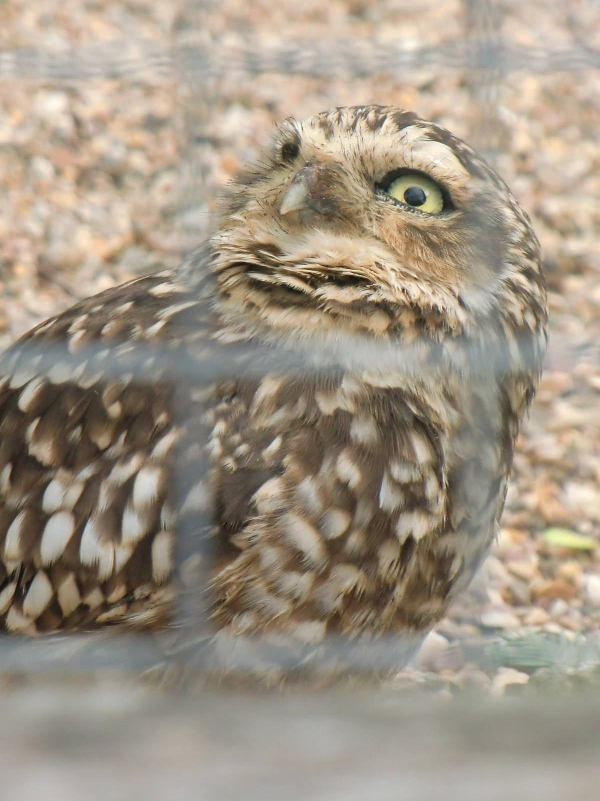 Burrowing Owl