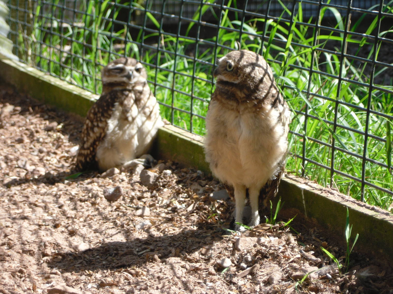 Burrowing Owl
