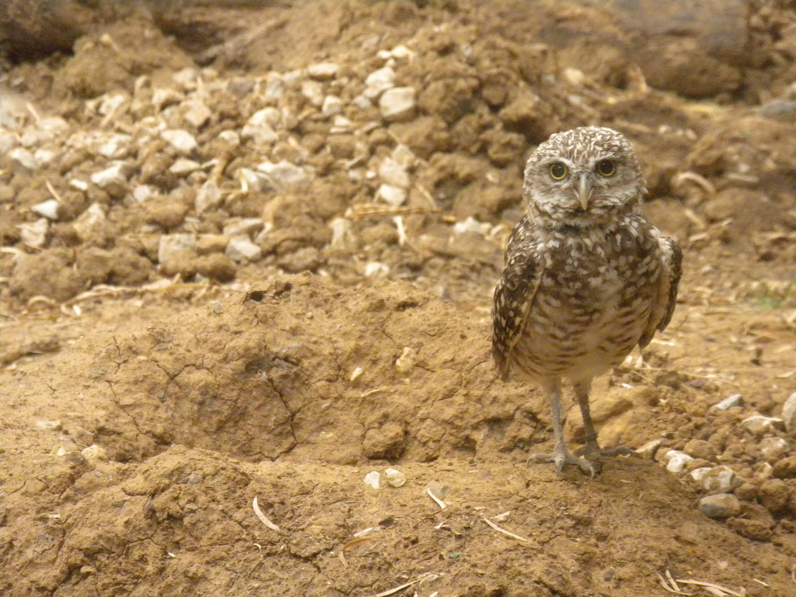 Burrowing Owl