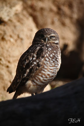 burrowing owl