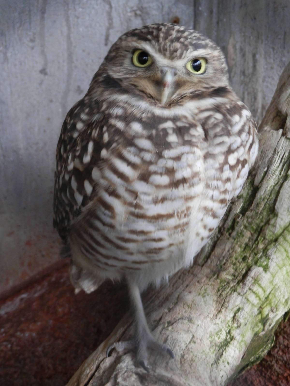 Burrowing Owl