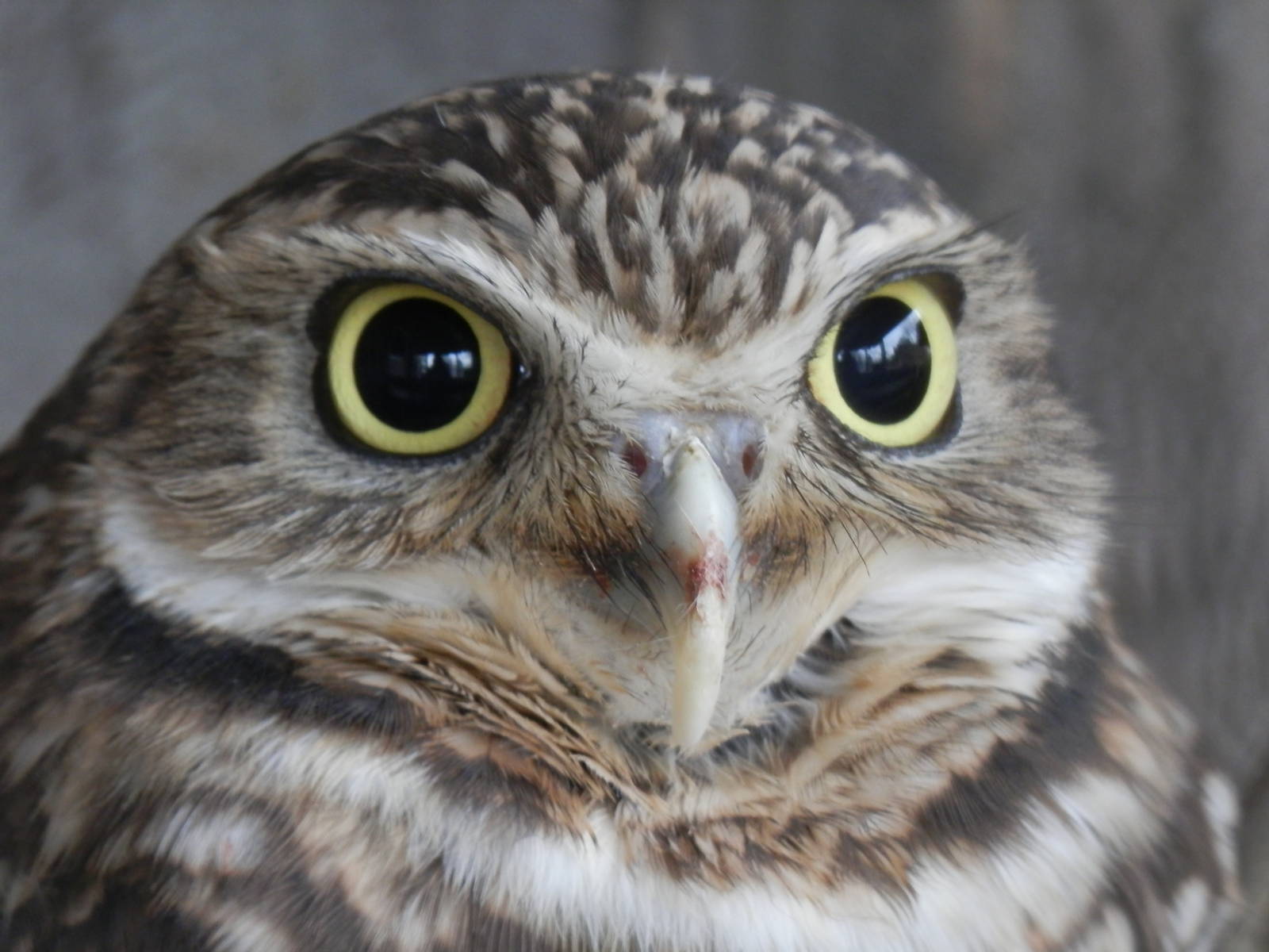 Burrowing Owl