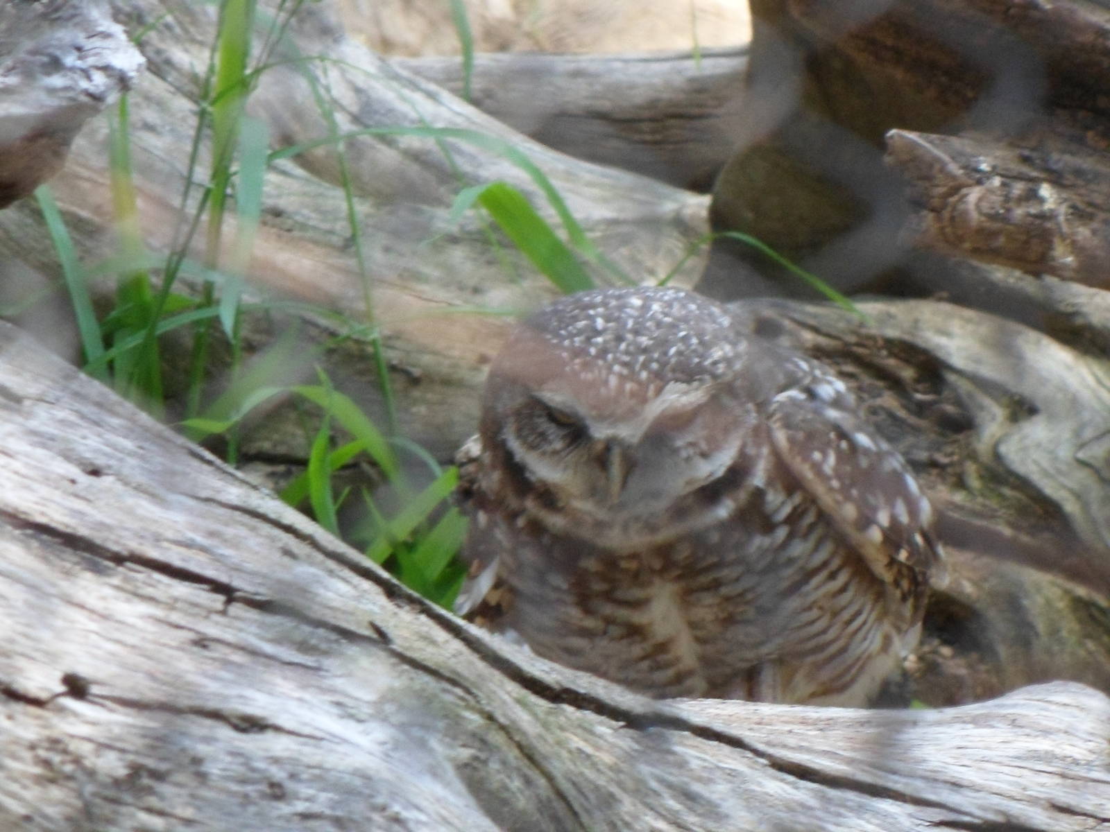 Burrowing Owl