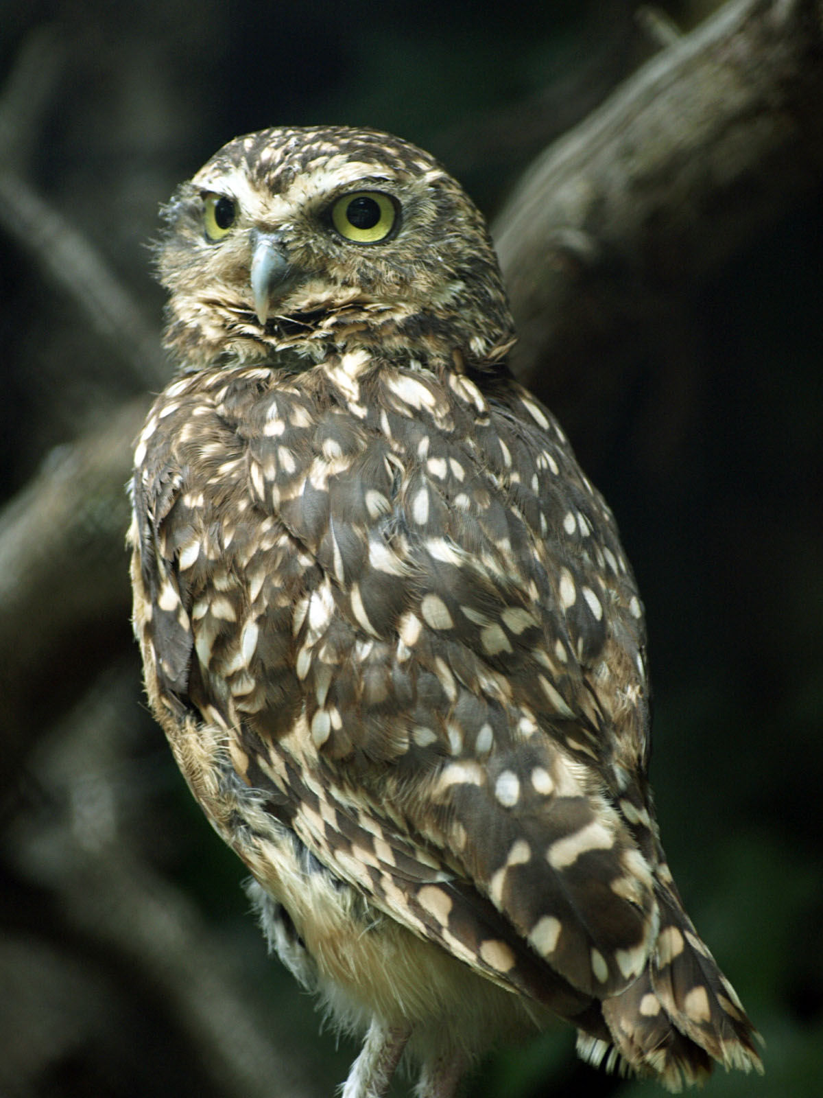 Burrowing owl