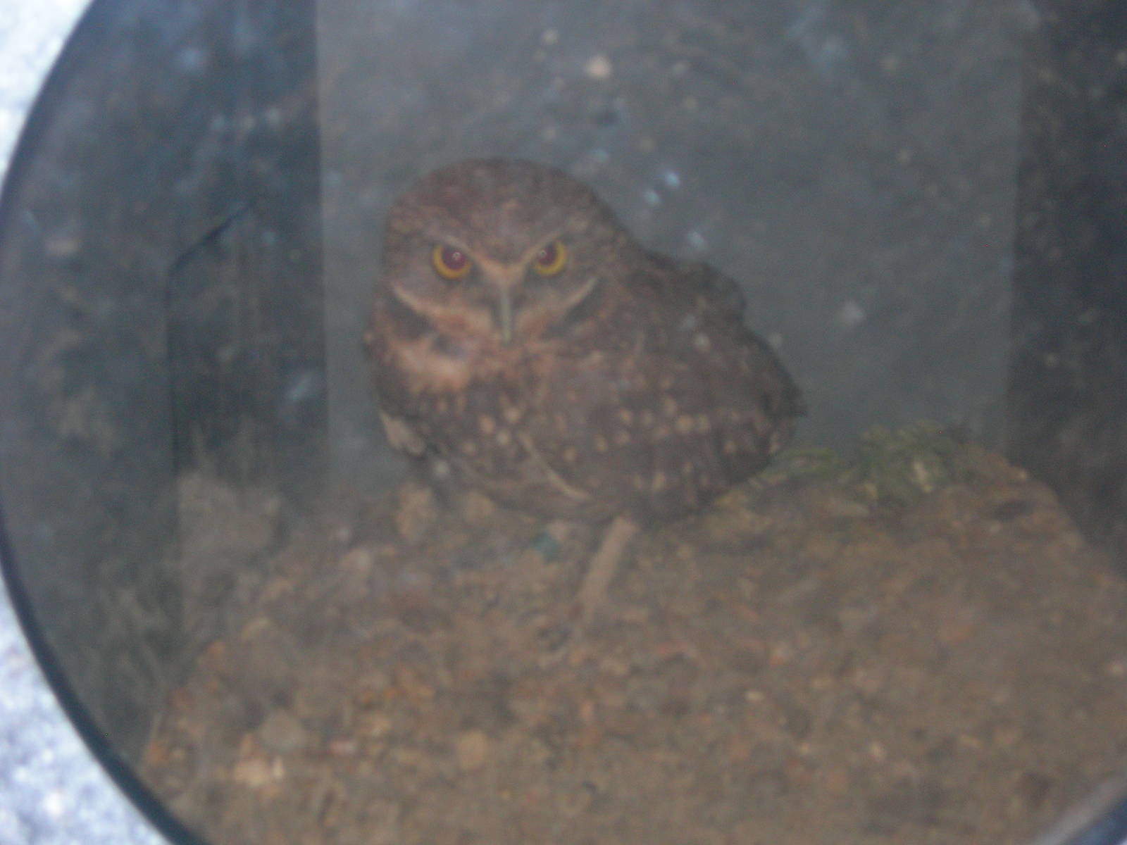 Burrowing Owl