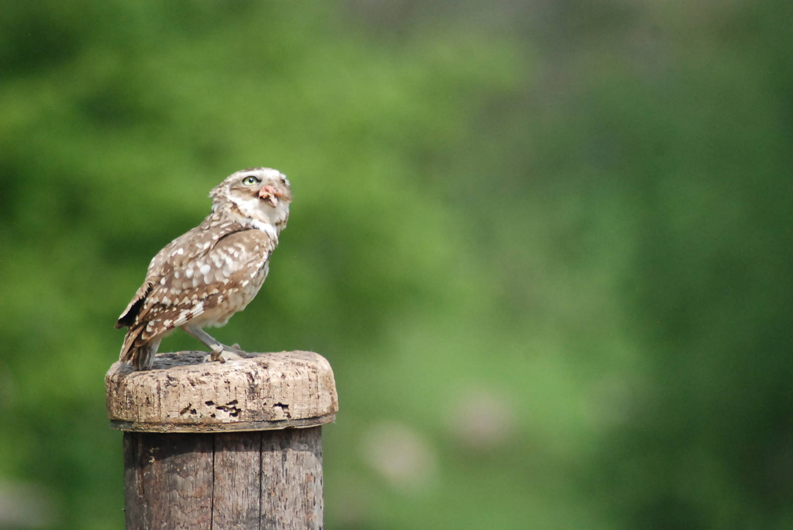 Burrowing Owl