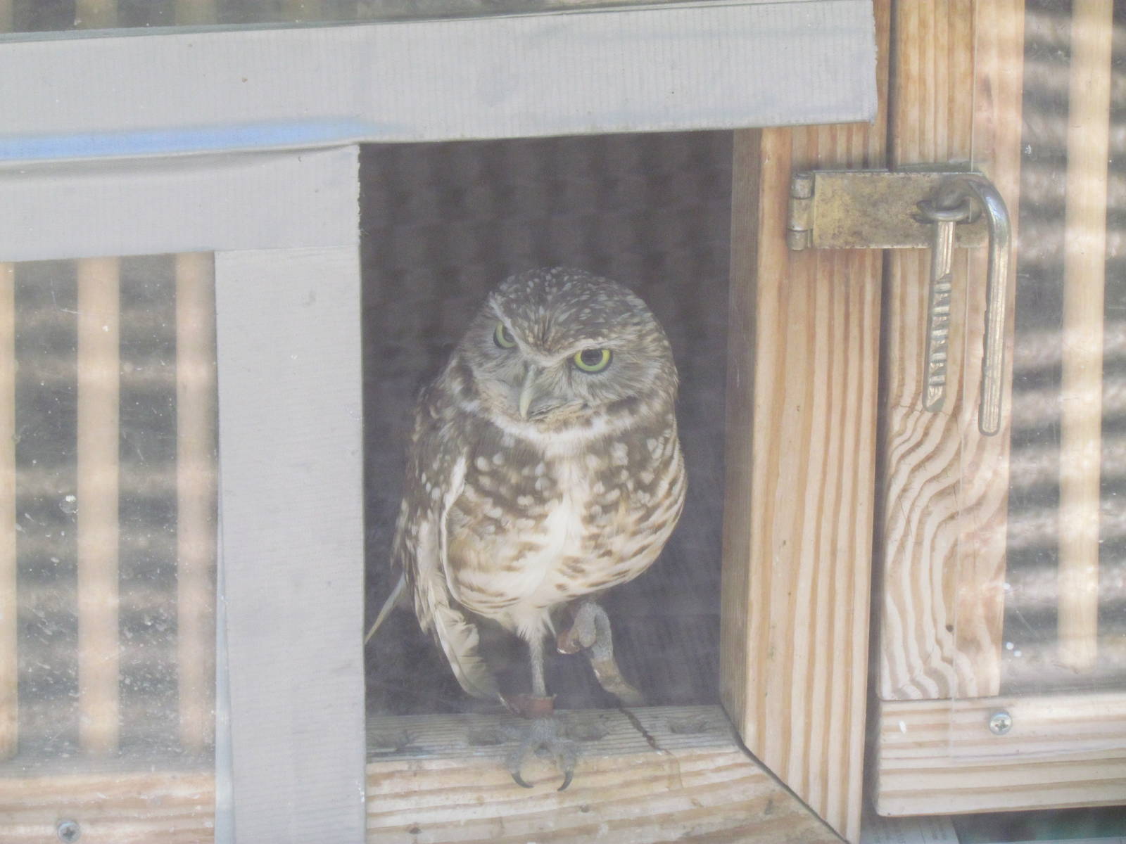Burrowing Owl
