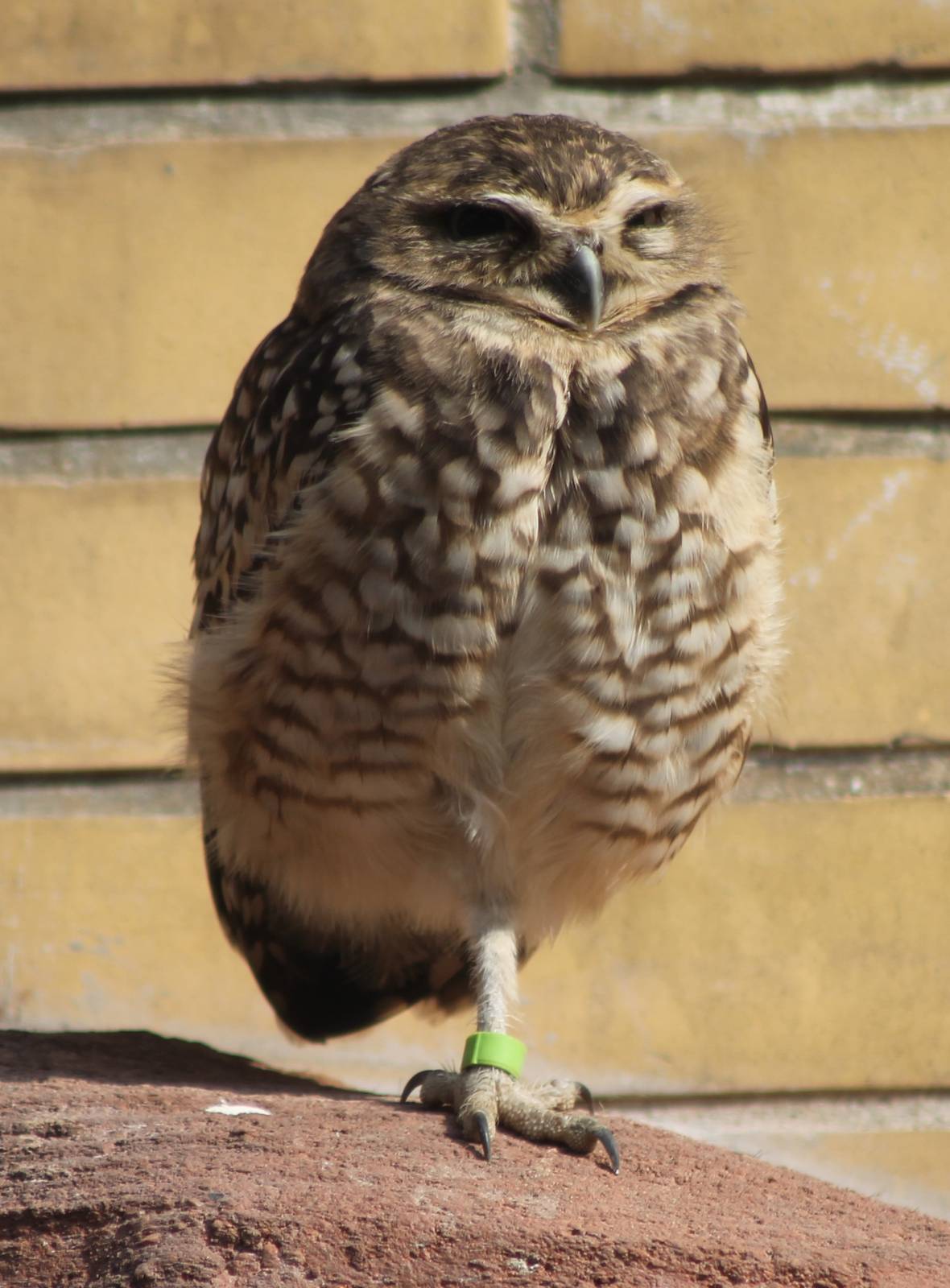 Burrowing owl