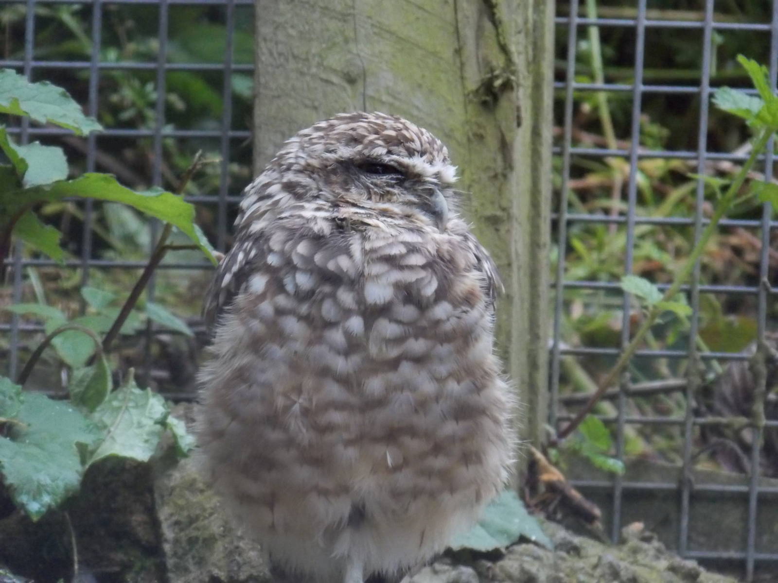 Burrowing Owl