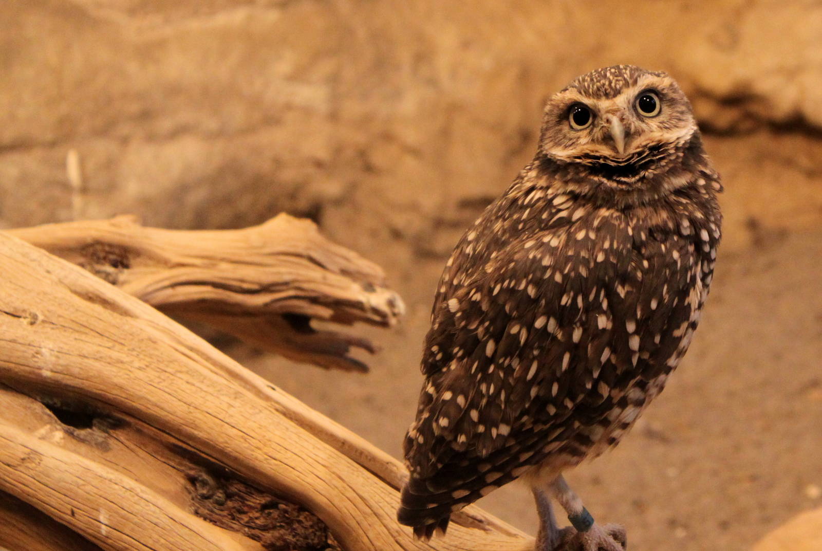 Burrowing Owl