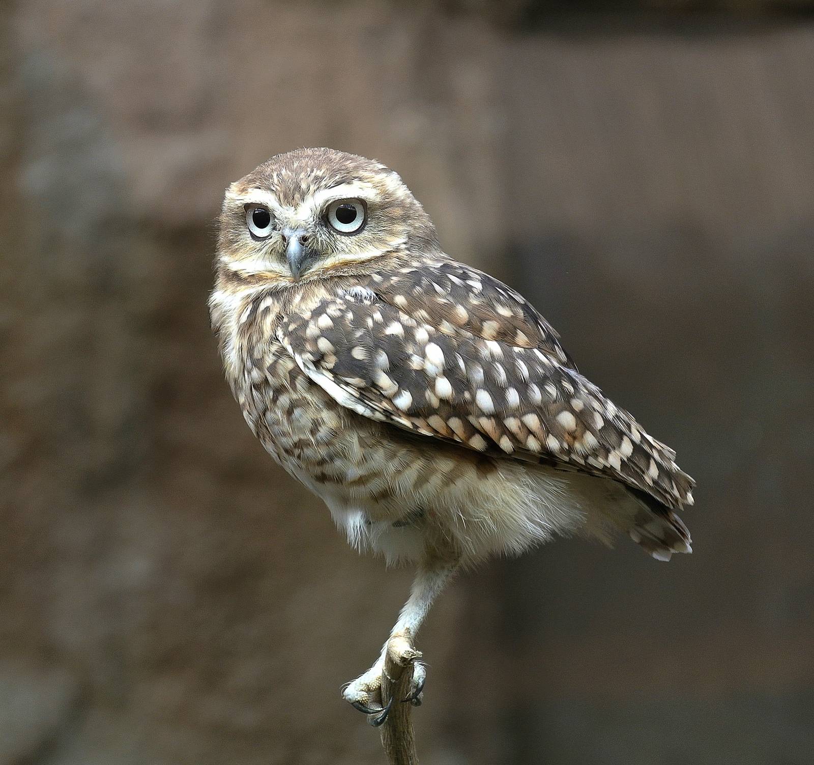 burrowing owl