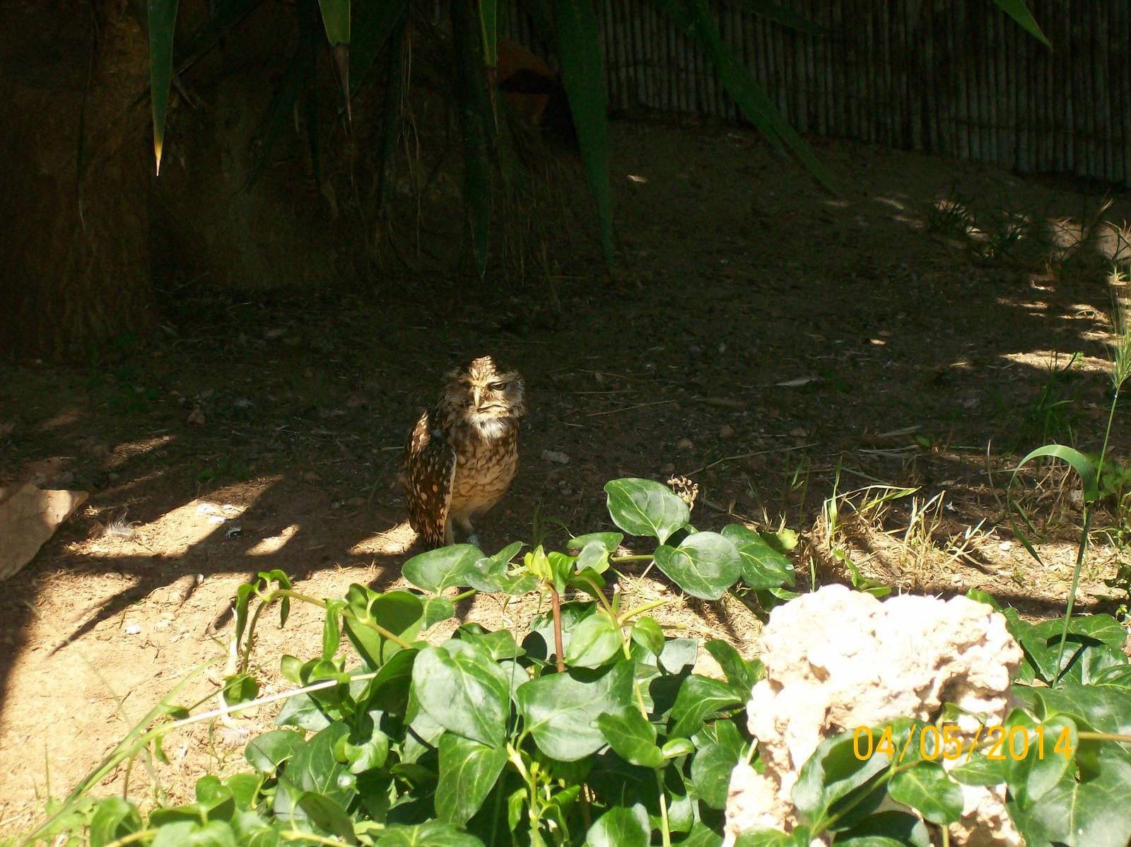 Burrowing owl