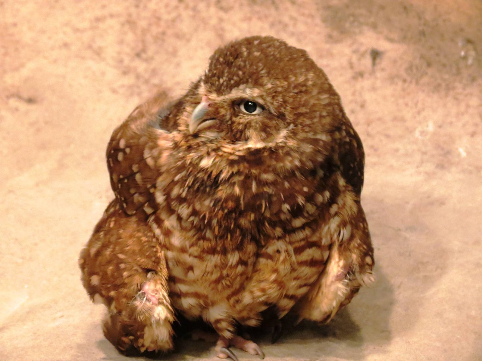 Burrowing Owl