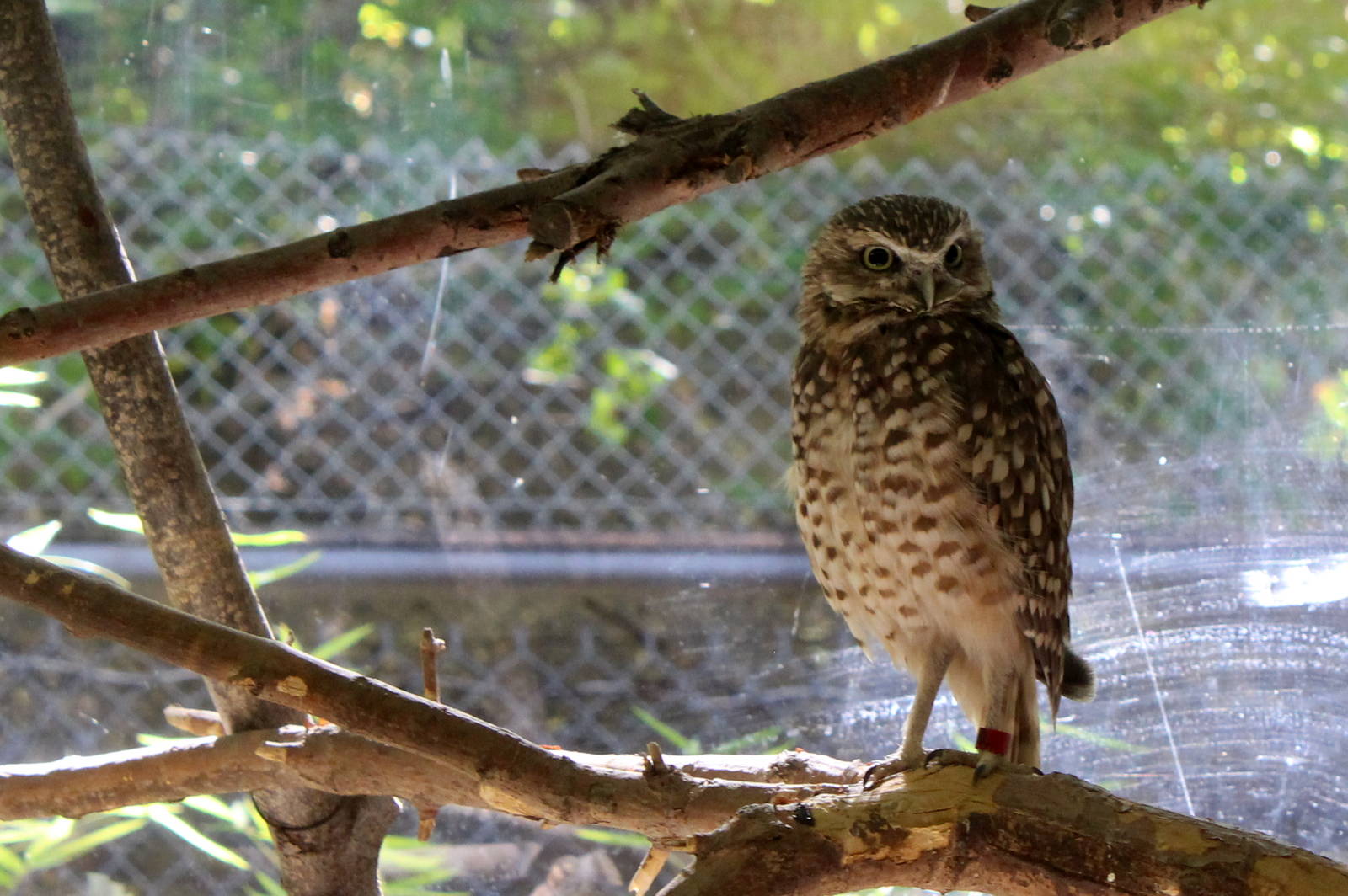 Burrowing Owl