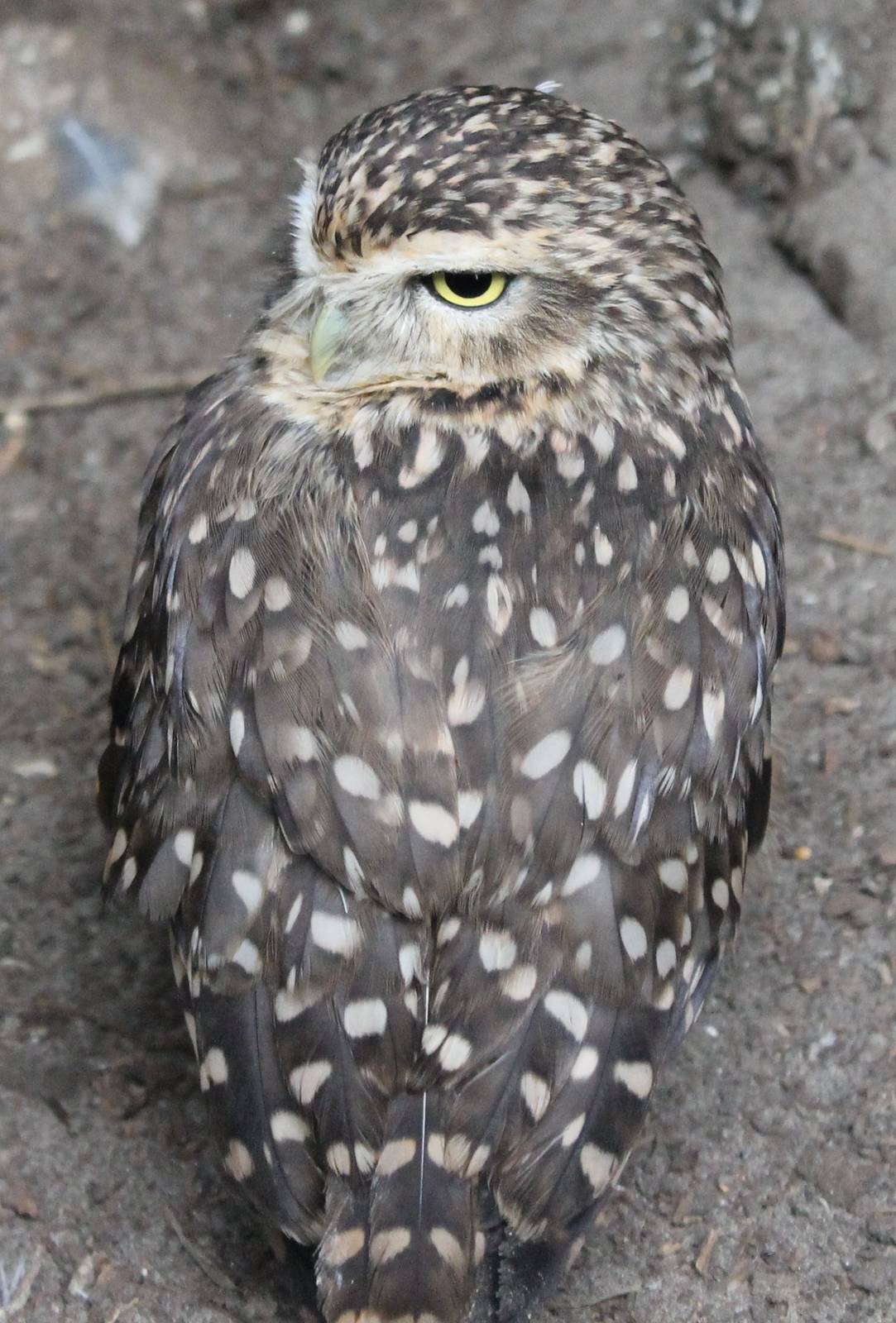 Burrowing owl