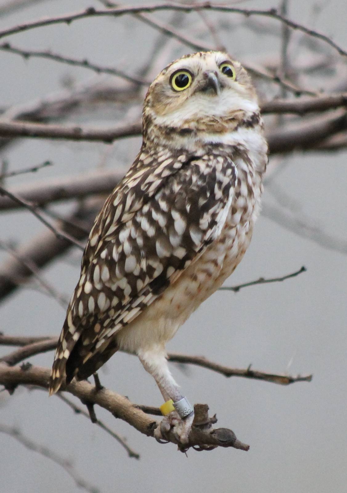 Burrowing owl