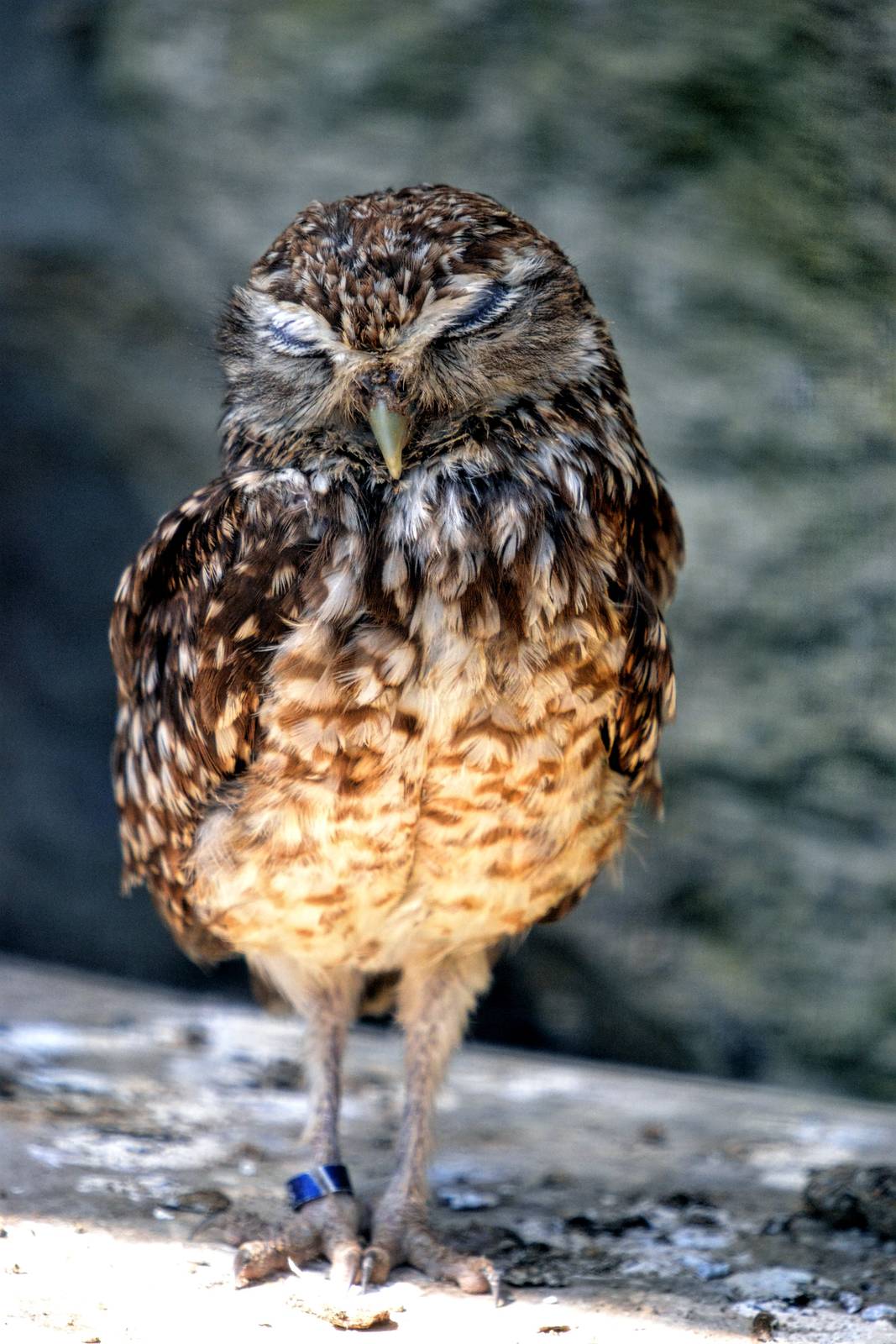 Burrowing Owl