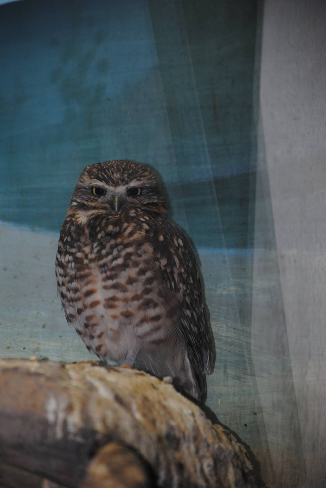 Burrowing Owl