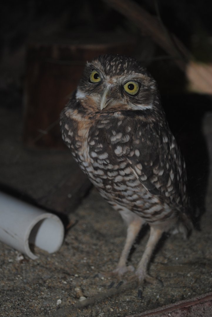 Burrowing Owl