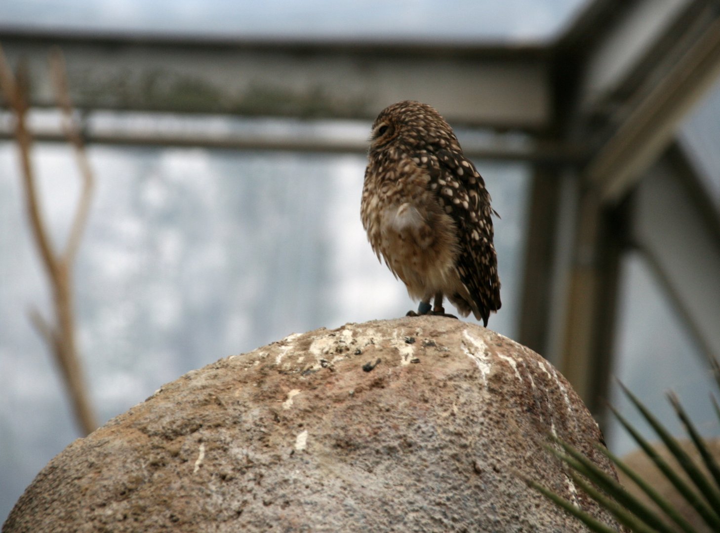 Burrowing owl