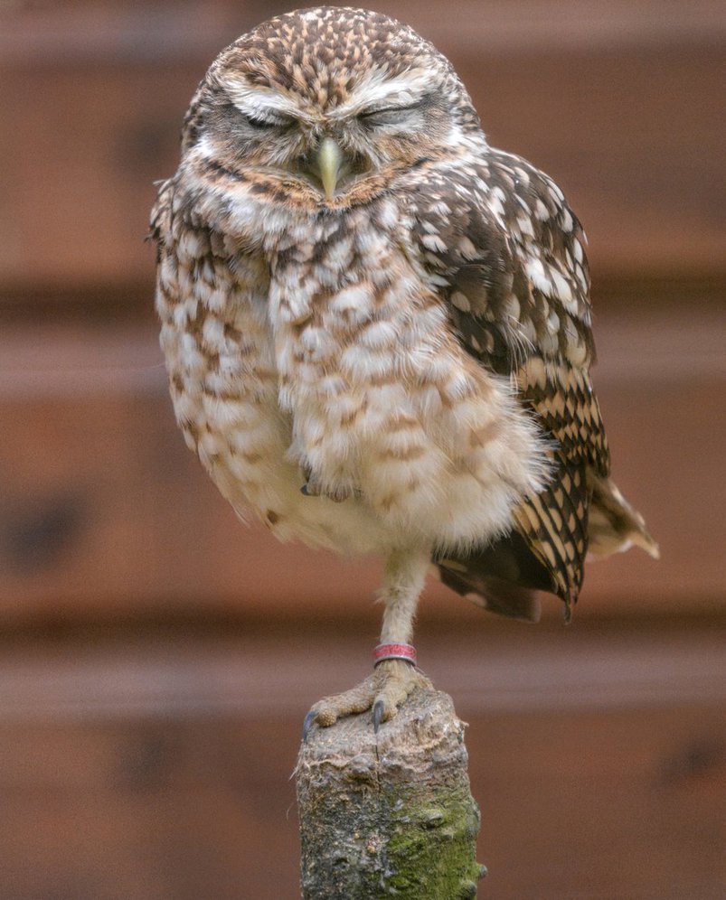 Burrowing Owl