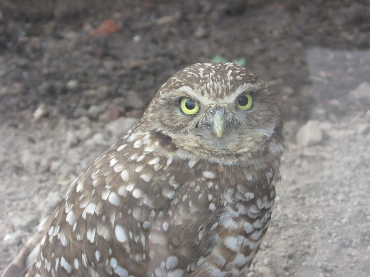burrowing owl
