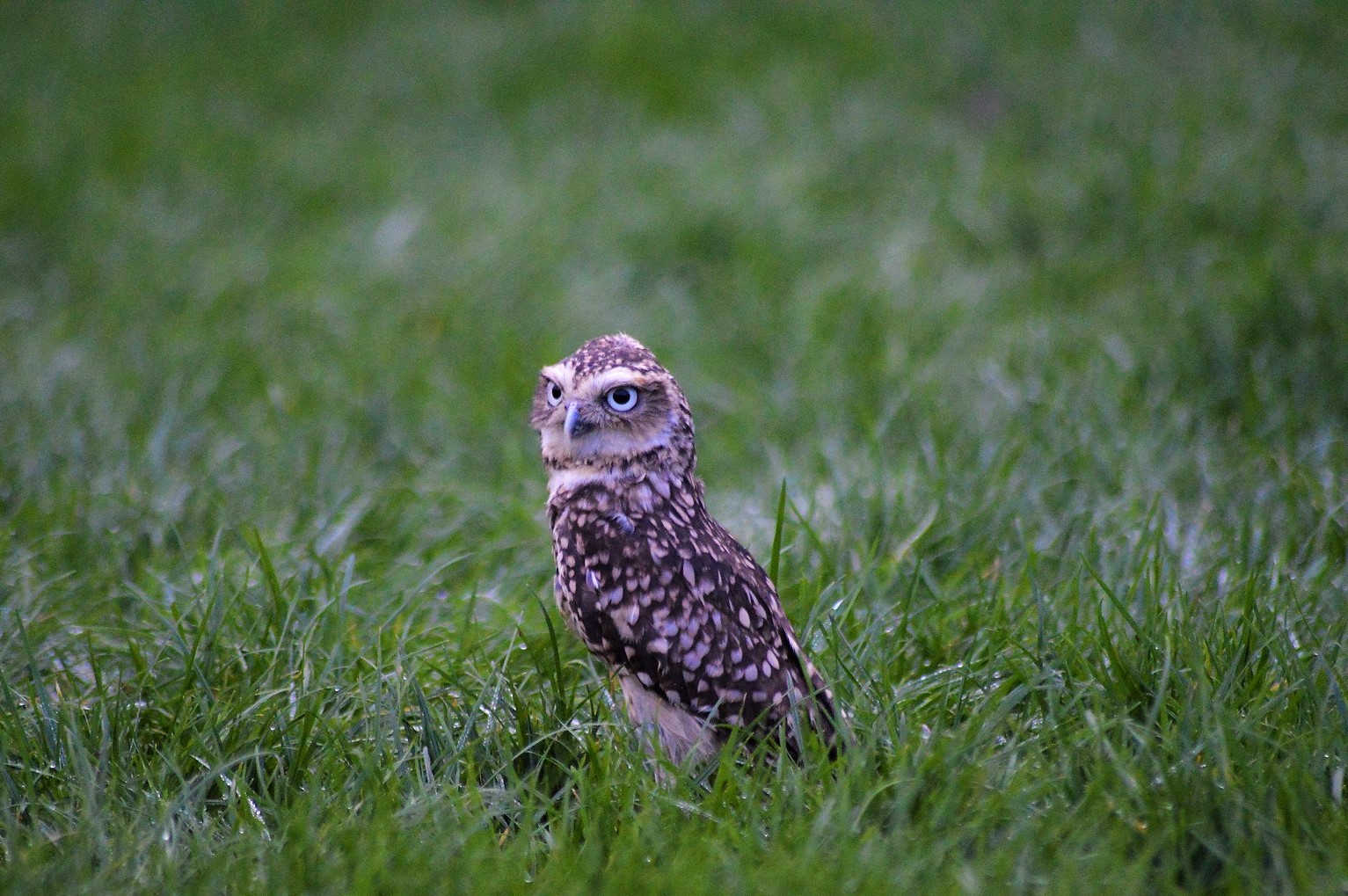 Burrowing owl