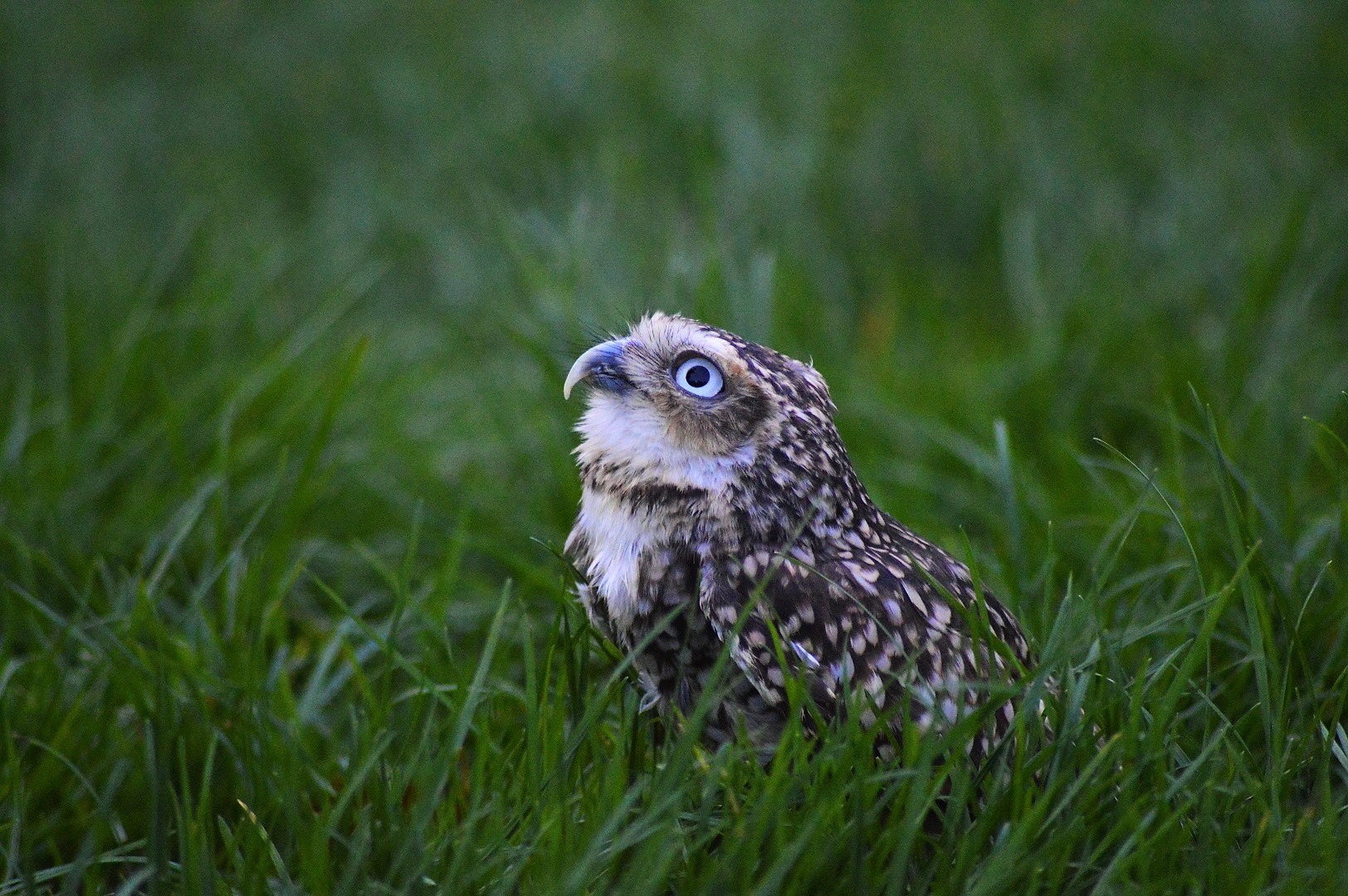 Burrowing owl