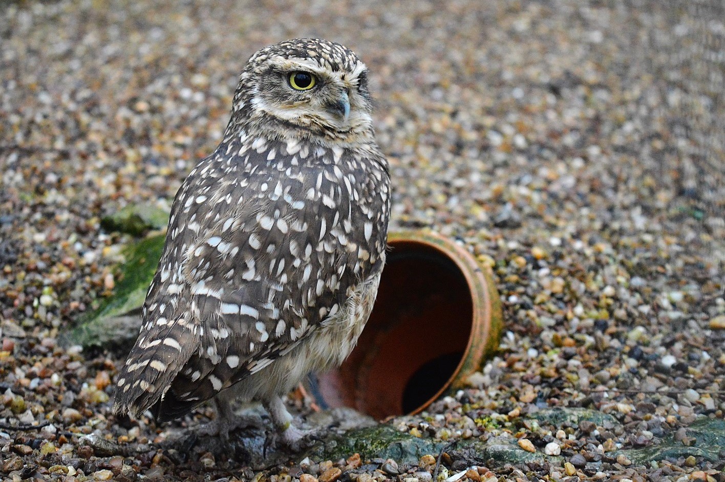 Burrowing owl