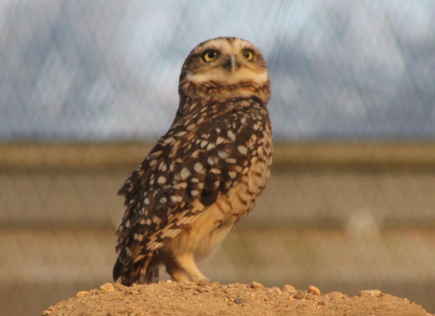 Burrowing owl