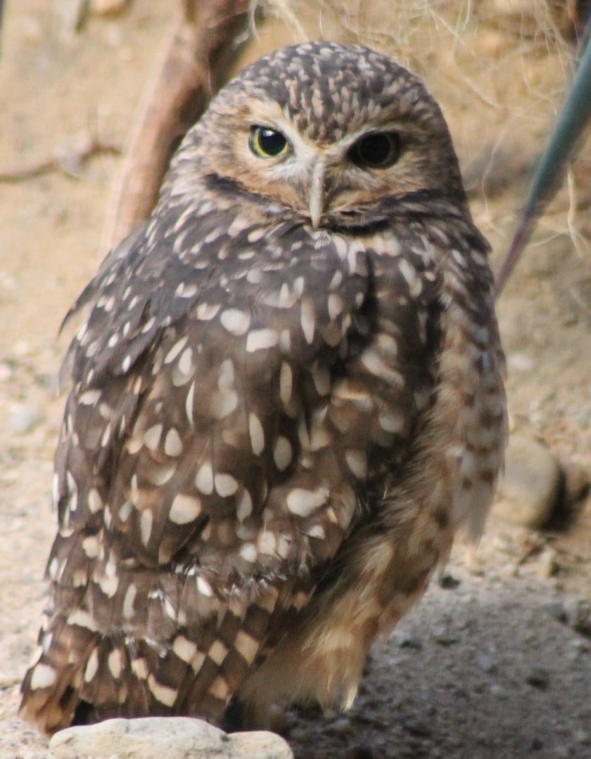 Burrowing owl
