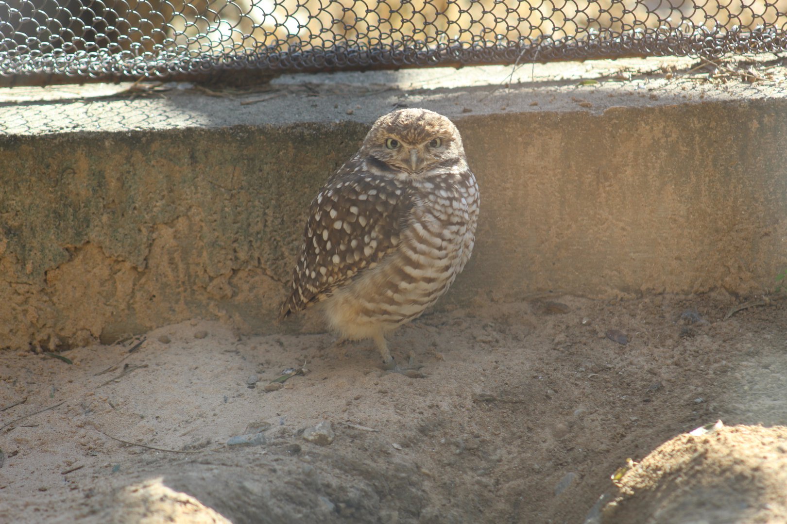 Burrowing Owl