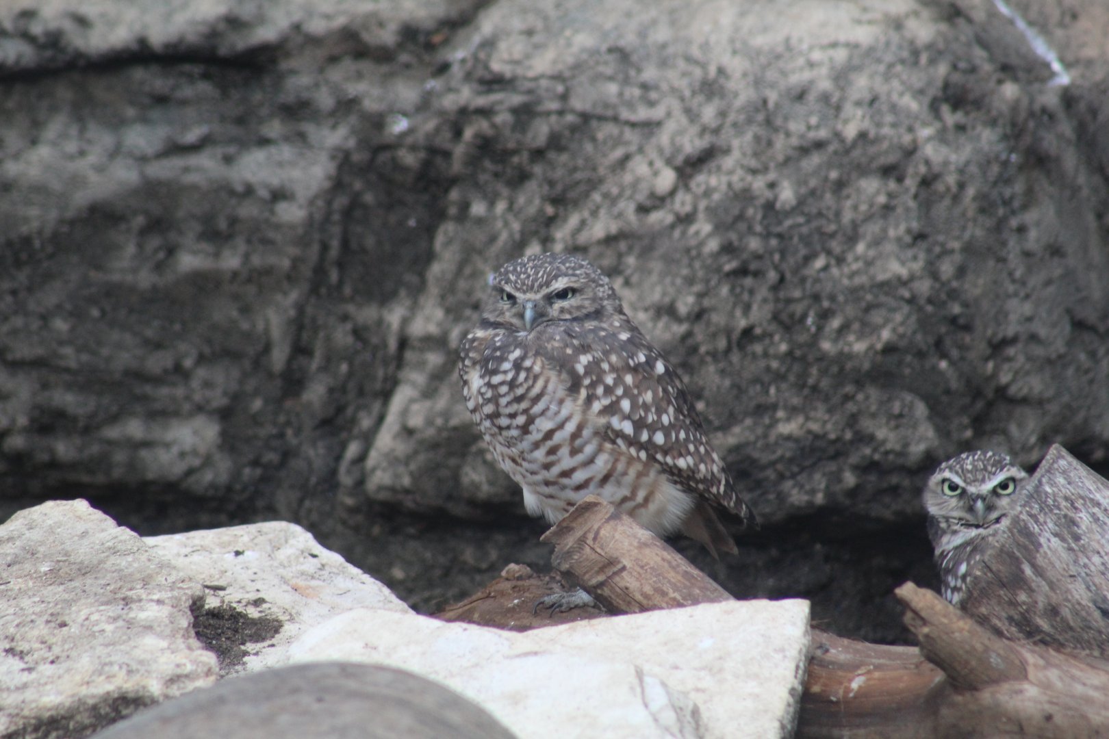 Burrowing Owl